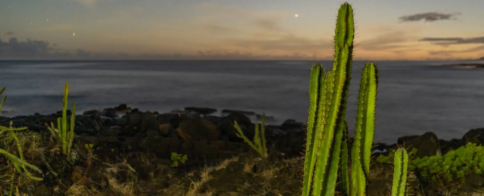 Coastal cacti at dusk